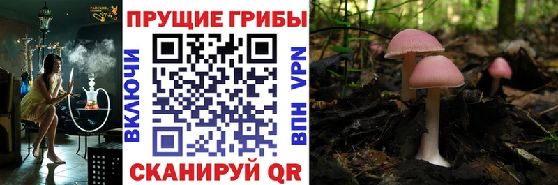 kraken маркетплейс  Заволжье  Псилоцибиновые грибы Magic Shrooms 