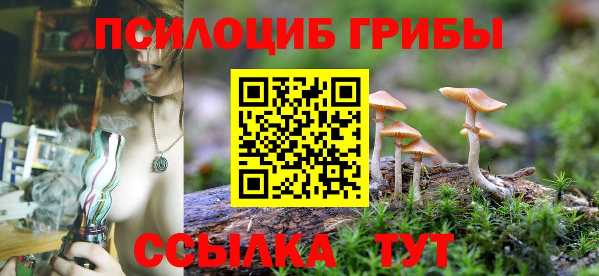 Псилоцибиновые грибы Psilocybe  Заволжье  Галлюциногенные грибы GOLDEN TEACHER 